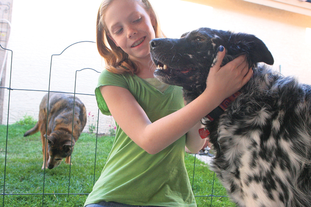 Ahwatukee Dog Show this weekend